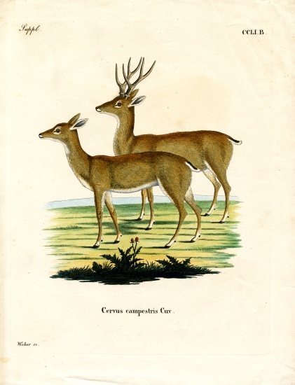 Pampas Deer de German School, (19th century)