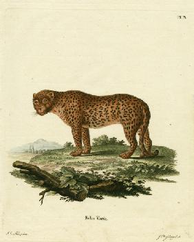 panther