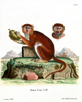 Patas Monkey