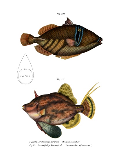 Picasso Fish de German School, (19th century)