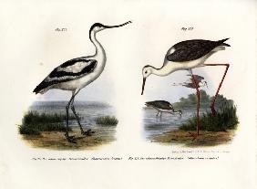 Pied Avocet