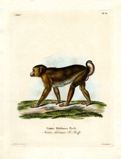 Pig-tailed Macaque de German School, (19th century)
