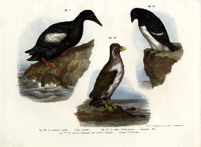 Pigeon Guillemot