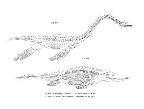 Plesiosaur