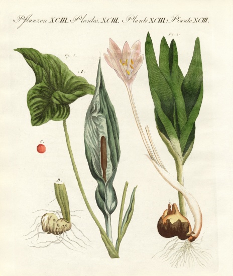 Poisonous German plants de German School, (19th century)