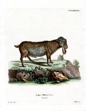 Pygmy Goat