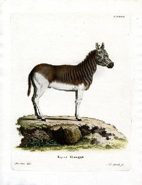 Quagga