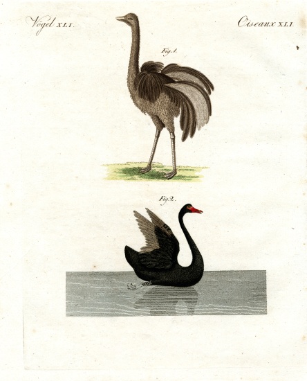 Rare birds de German School, (19th century)
