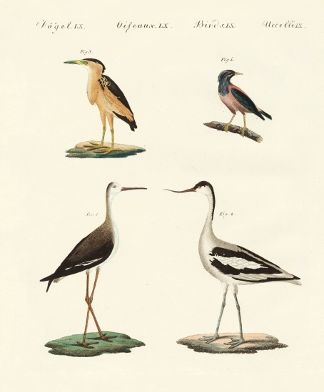 Rare German birds de German School, (19th century)