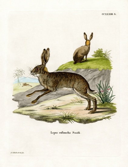 Red-necked Scrub Hare de German School, (19th century)