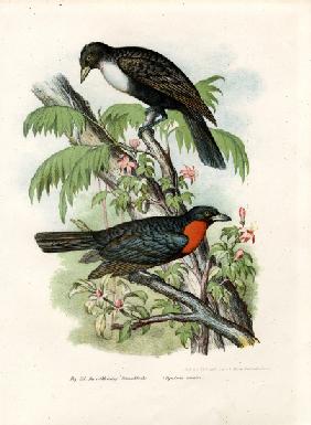 Red-ruffed Fruitcrow