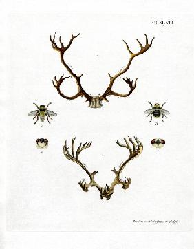 Reindeer Antlers