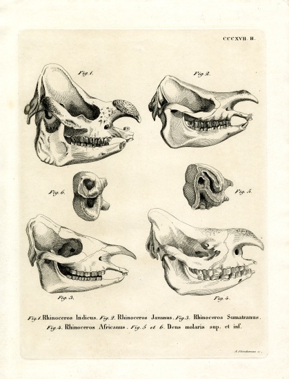 Rhino Skulls de German School, (19th century)
