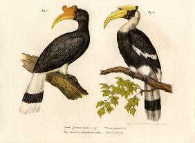 Rhinoceros Hornbill