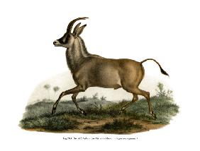 Roan Antelope