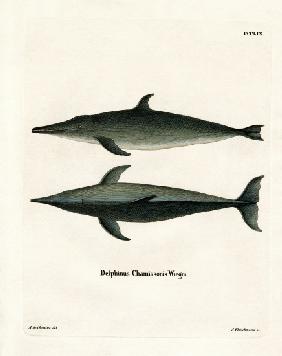 Rough-toothed Dolphin