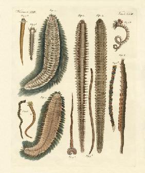 Seaworms