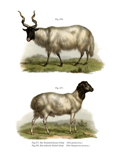 Sheep de German School, (19th century)