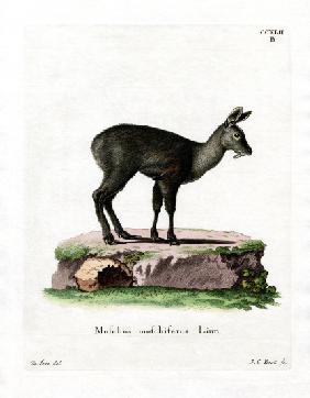 Siberian Musk Deer