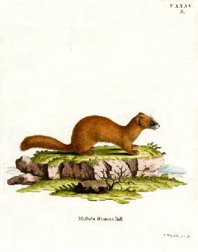 Siberian Weasel