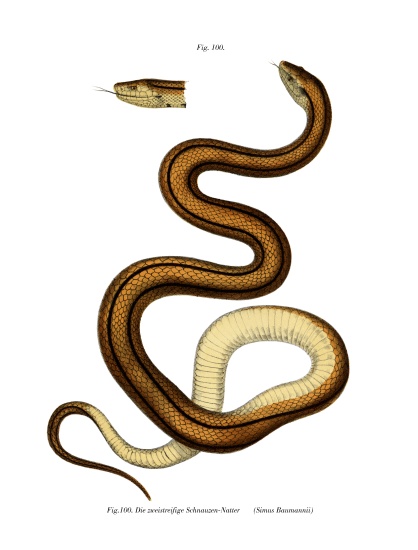 Snake de German School, (19th century)