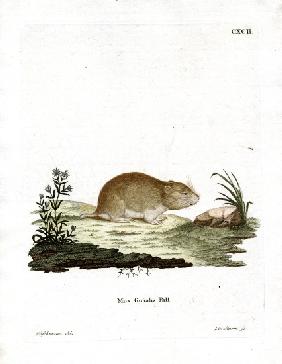 Social Vole