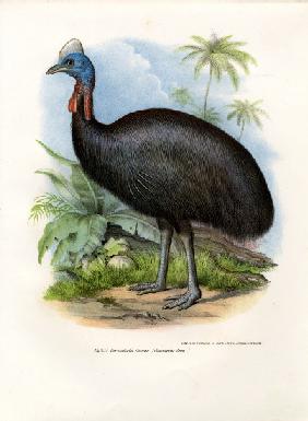 Southern Cassowary