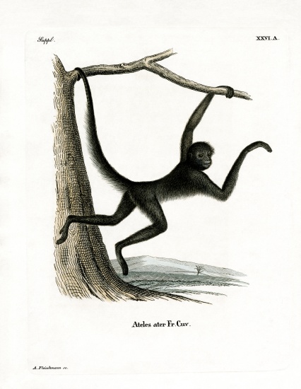 Spider Monkey de German School, (19th century)