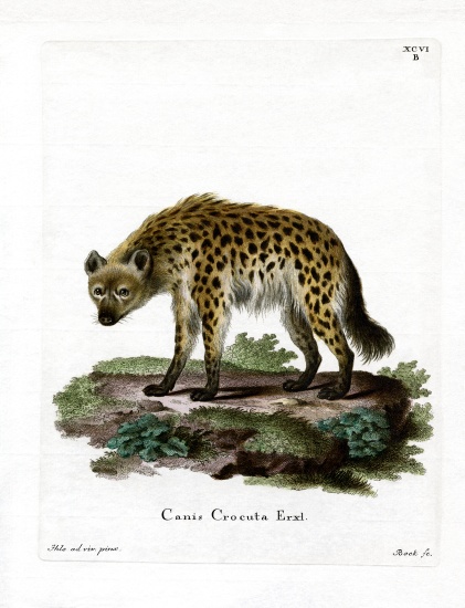 Spotted Hyena de German School, (19th century)