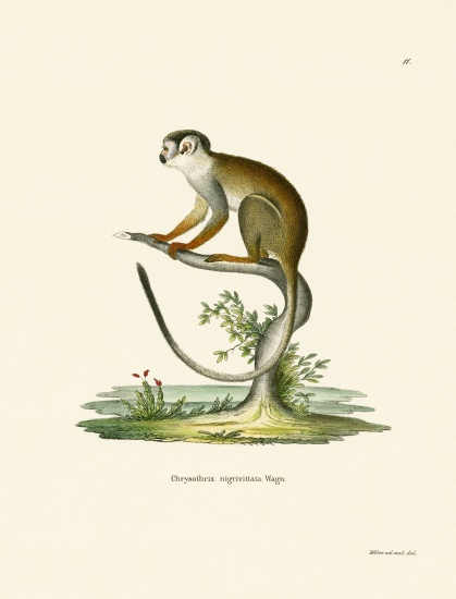 Squirrel Monkey de German School, (19th century)