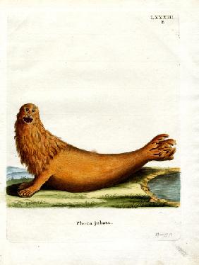 Steller Sea Lion