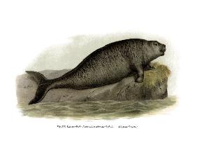 Steller's Sea Cow