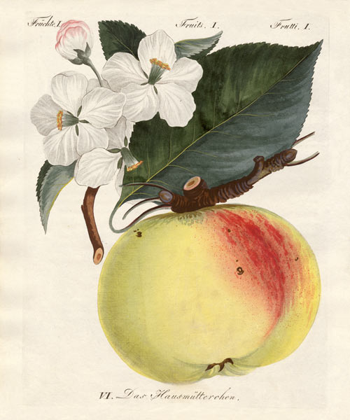 Strange fruits de German School, (19th century)
