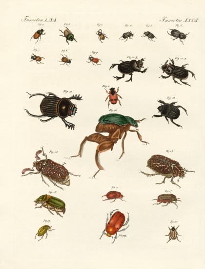 Strange beetles de German School, (19th century)