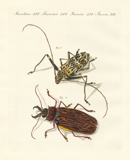 Strange foreign beetles de German School, (19th century)