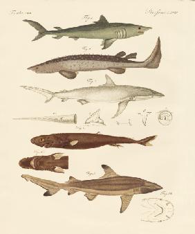 Strange kinds of sharks