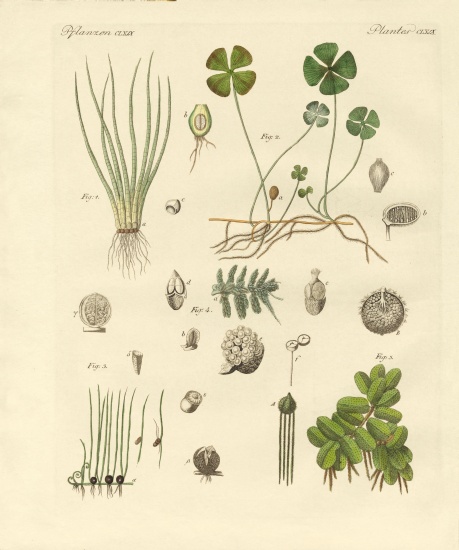 Strange plants de German School, (19th century)