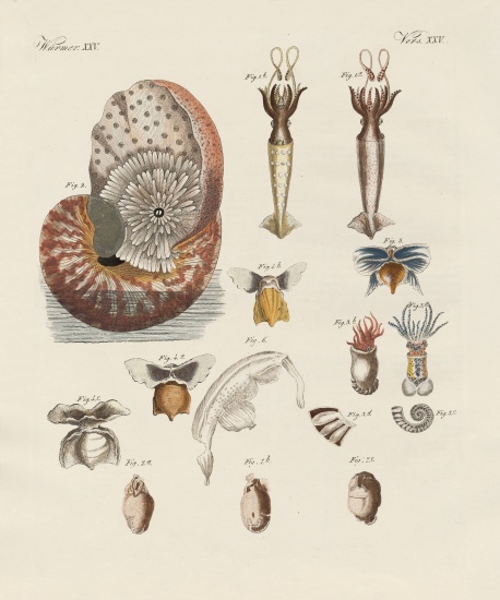 Strange worms de German School, (19th century)