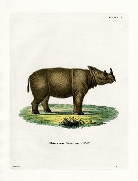 Sumatran Rhinoceros