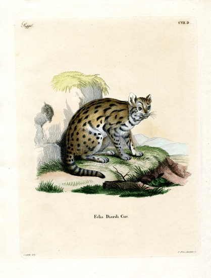 Sunda Clouded Leopard de German School, (19th century)