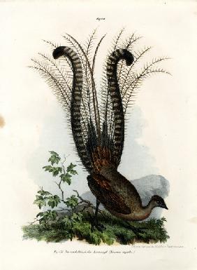 Superb Lyrebird