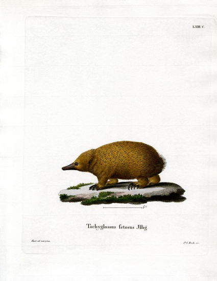 Tasmanian Short-beaked Echidna de German School, (19th century)