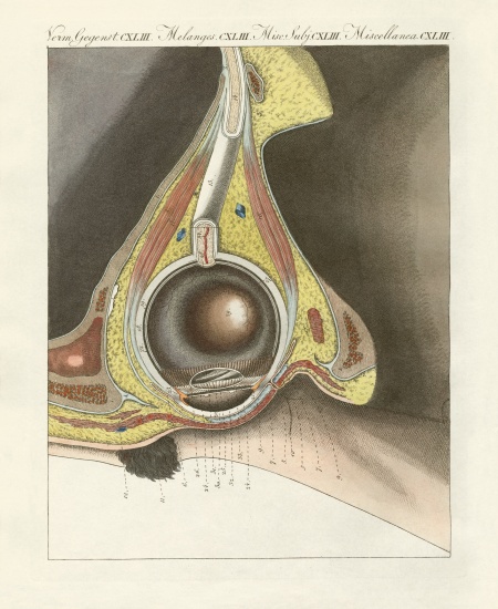 The facial organ illustrated through the human eye de German School, (19th century)