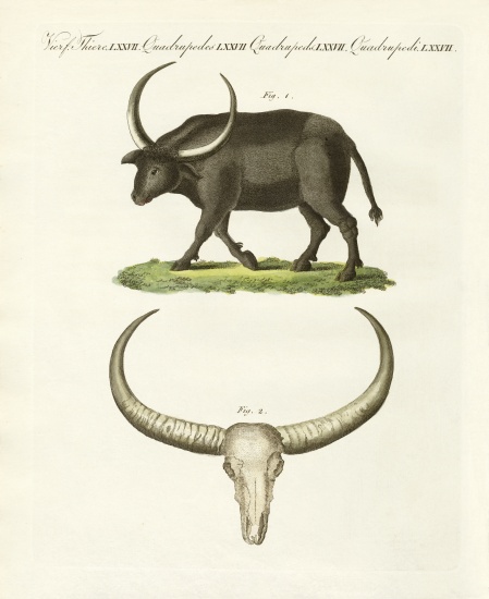 The giant buffalo de German School, (19th century)