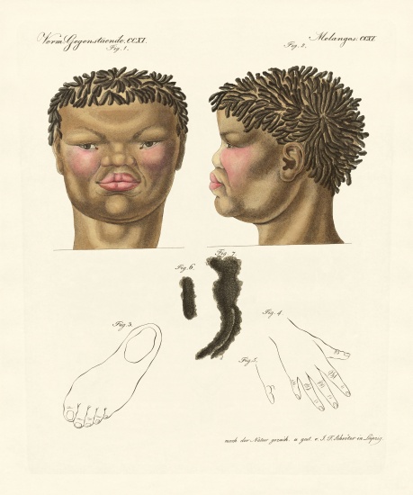 The hottentot or bushman de German School, (19th century)