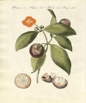 The mangosteen tree