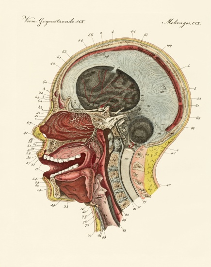 The smell organ or the human nose de German School, (19th century)