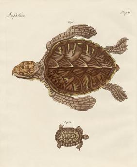 Tortoises