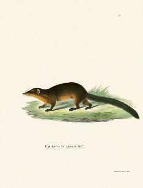 Treeshrew