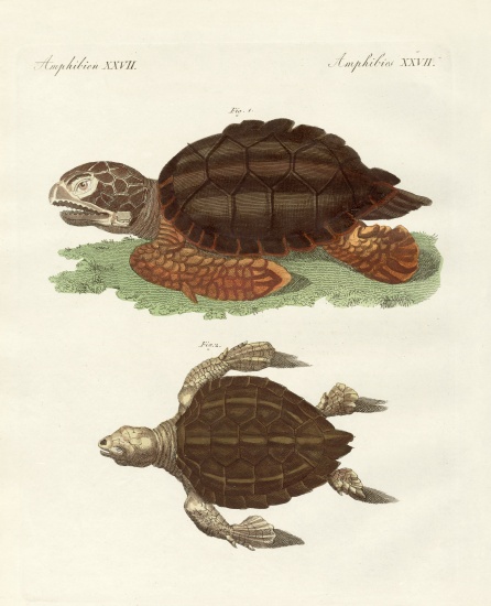 Turtles of phenomenal size de German School, (19th century)
